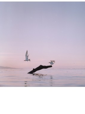 Tern bird Tahiti sunset lagoon