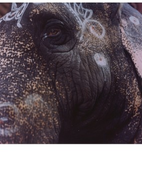 elephant portrait Karnataka